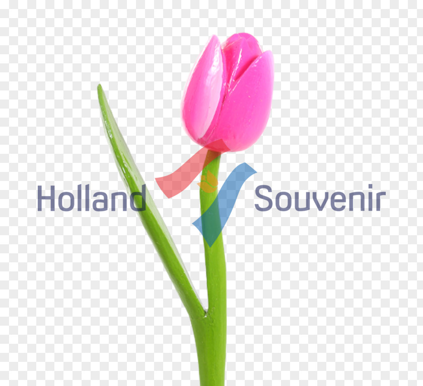 Tulip Desktop Wallpaper Petal Plant Stem Computer PNG