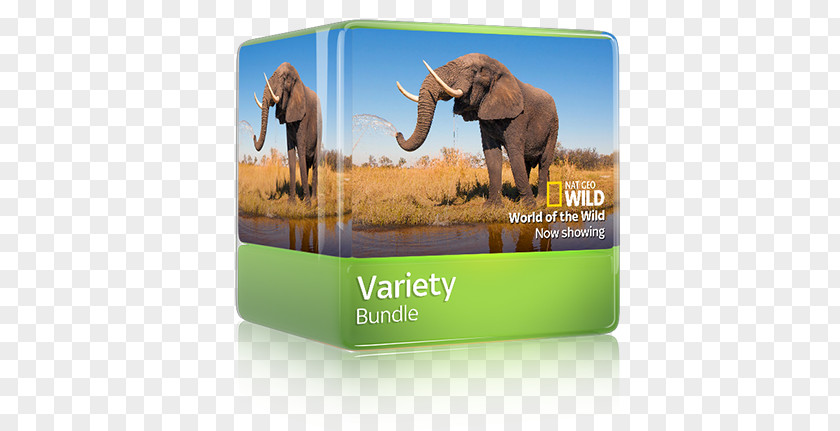 Variety Entertainment Sticker Atlas Of The World Activity Book Elephantidae Brand PNG