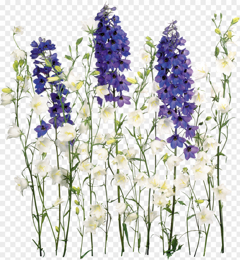 Wisteria Flower Clip Art PNG