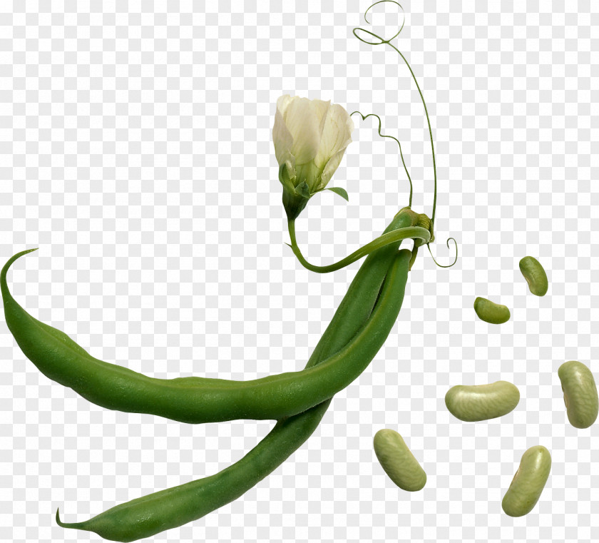Black Beans Lima Bean Vegetable Green Herb PNG