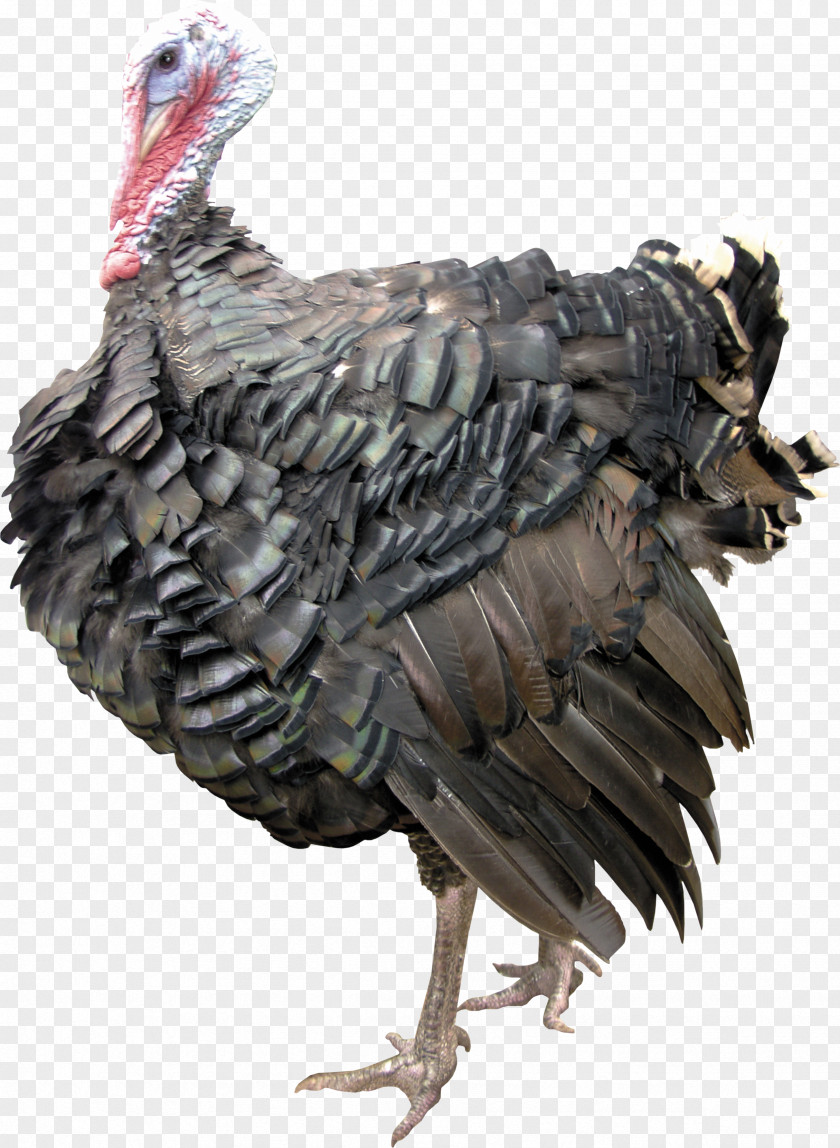 Chick Turkey Duck Anser Chicken PNG