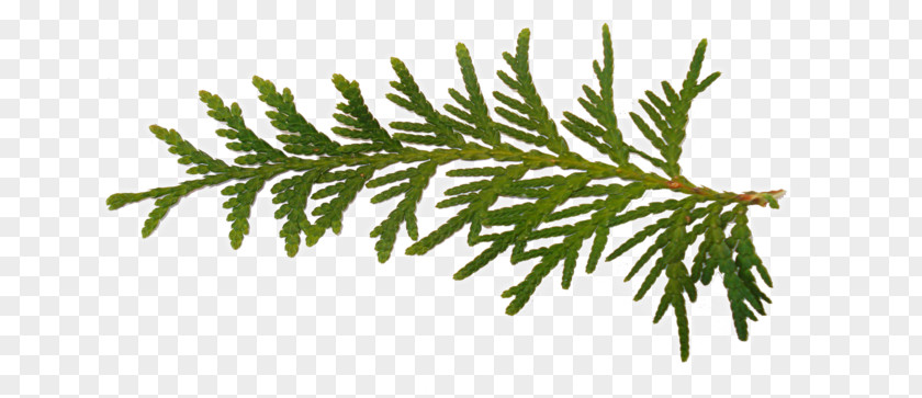 Christmas Tree Fir Day Rama PNG