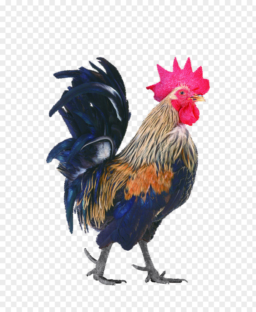 Cock Chicken Rooster PNG