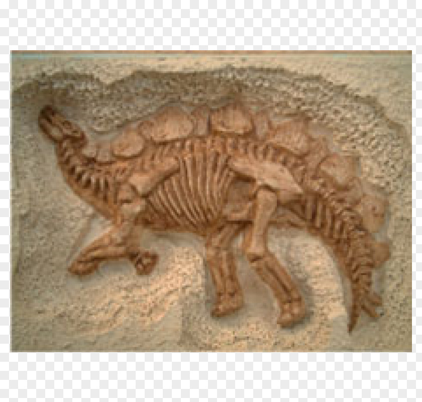 Dinosaur Stegosaurus Fossil Relief Thailand PNG