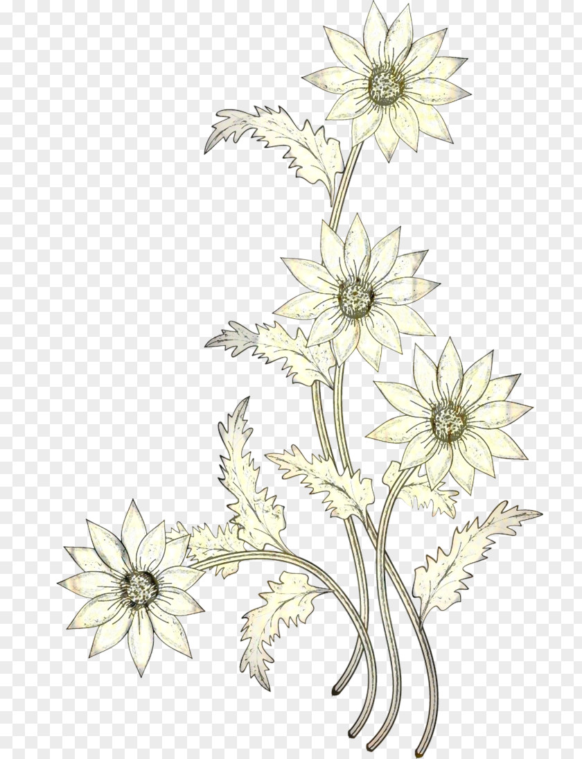 Floral Design Cut Flowers Chrysanthemum Plant Stem Pattern PNG