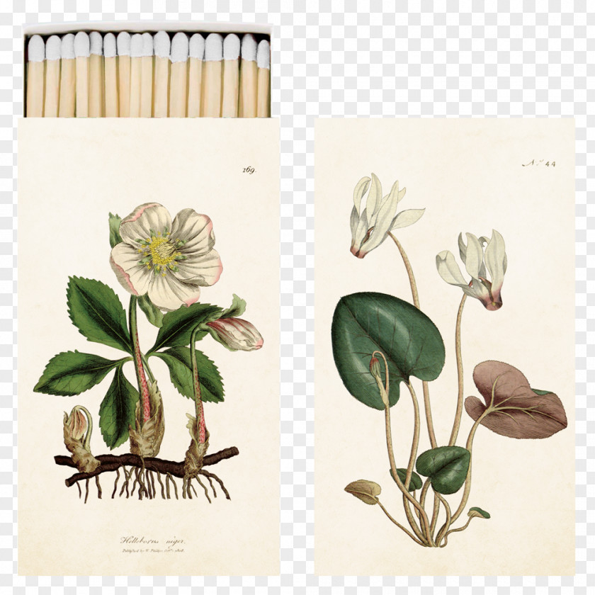Flower Helleborus Niger Botany Art Botanical Illustration Drawing PNG