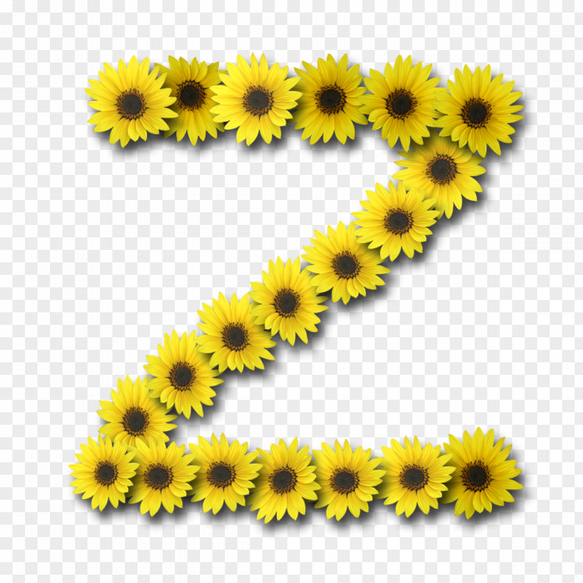 Sunflower Common Letter Information Alphabet PNG