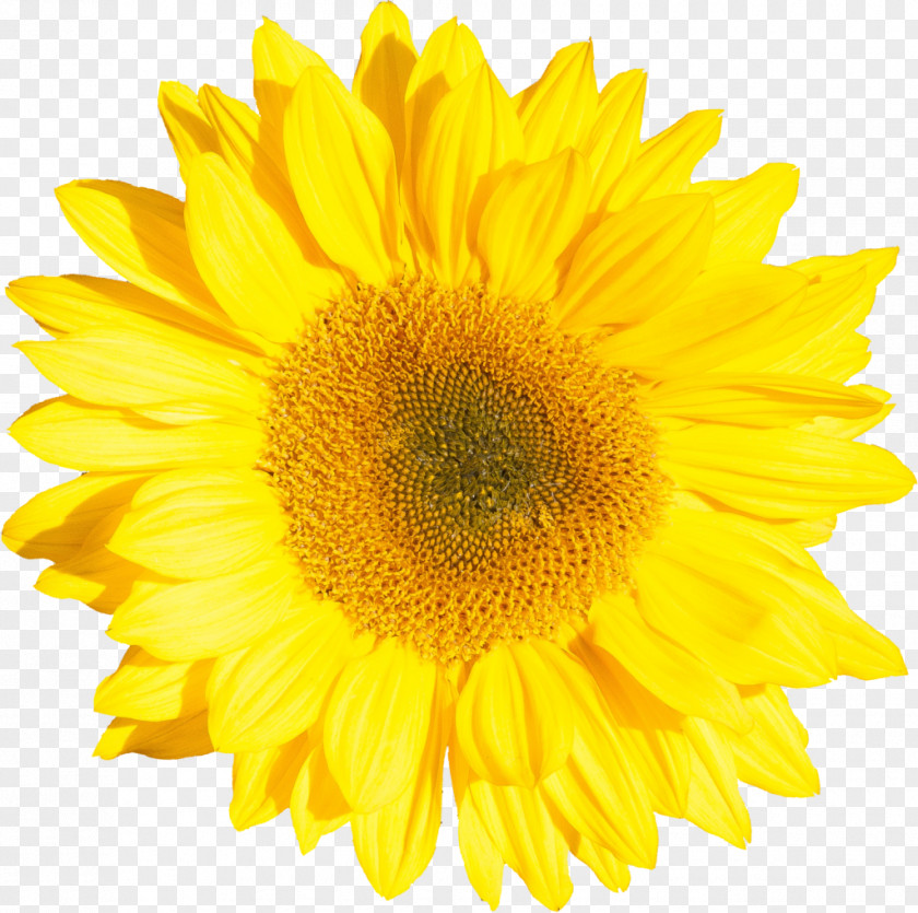 Sunflowers Gluten Golden Ratio Spiral Royalty-free Common Sunflower Stock Photography PNG