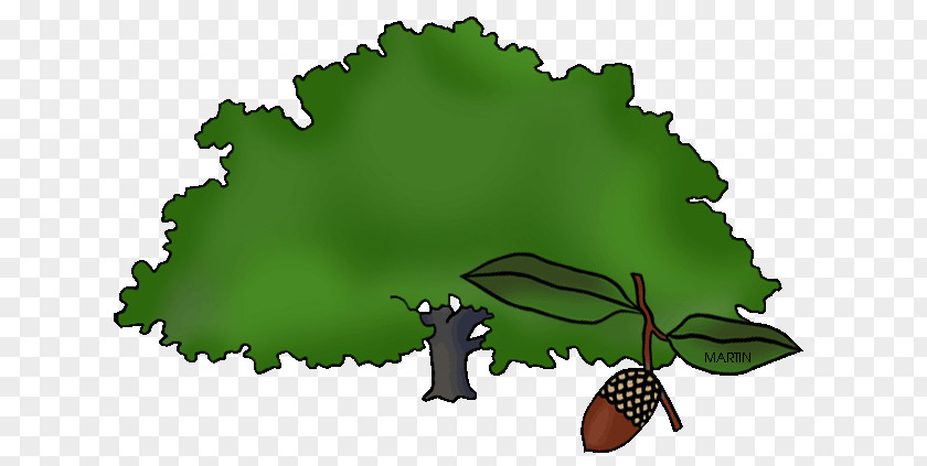 Tree Live Oak Clip Art Iowa U.S. State PNG