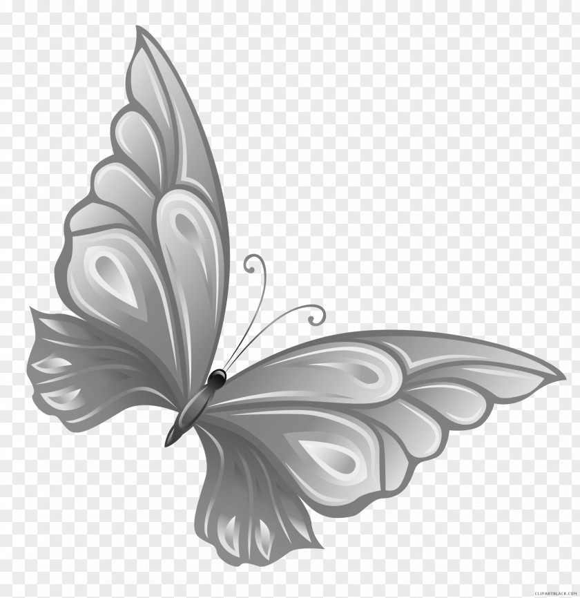 Butterfly Glasswing Clip Art Insect PNG