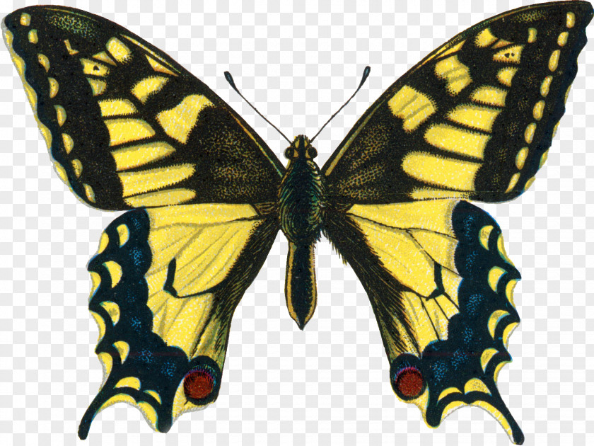 Butterfly Swallowtail Insect Papilio Machaon Troilus PNG
