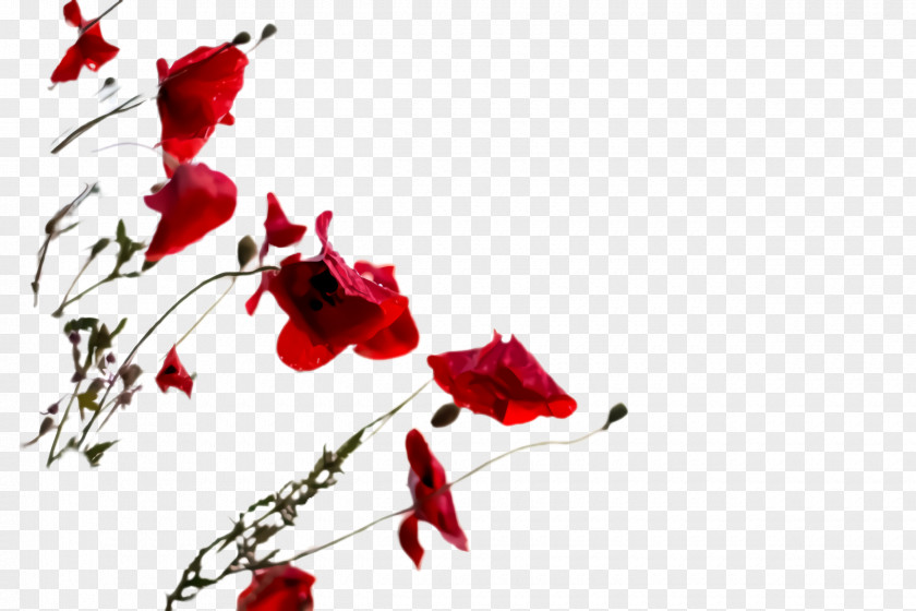 Twig Coquelicot Flower Love PNG