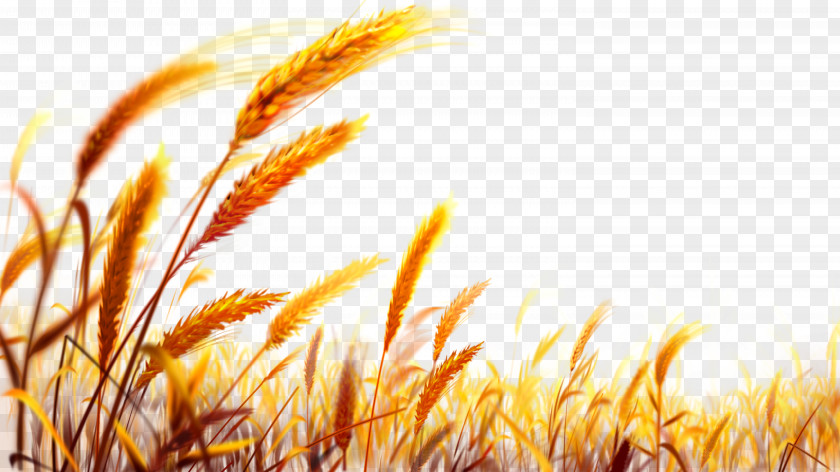 Wheat Gold PNG , worm's-eye view of wheat clipart PNG