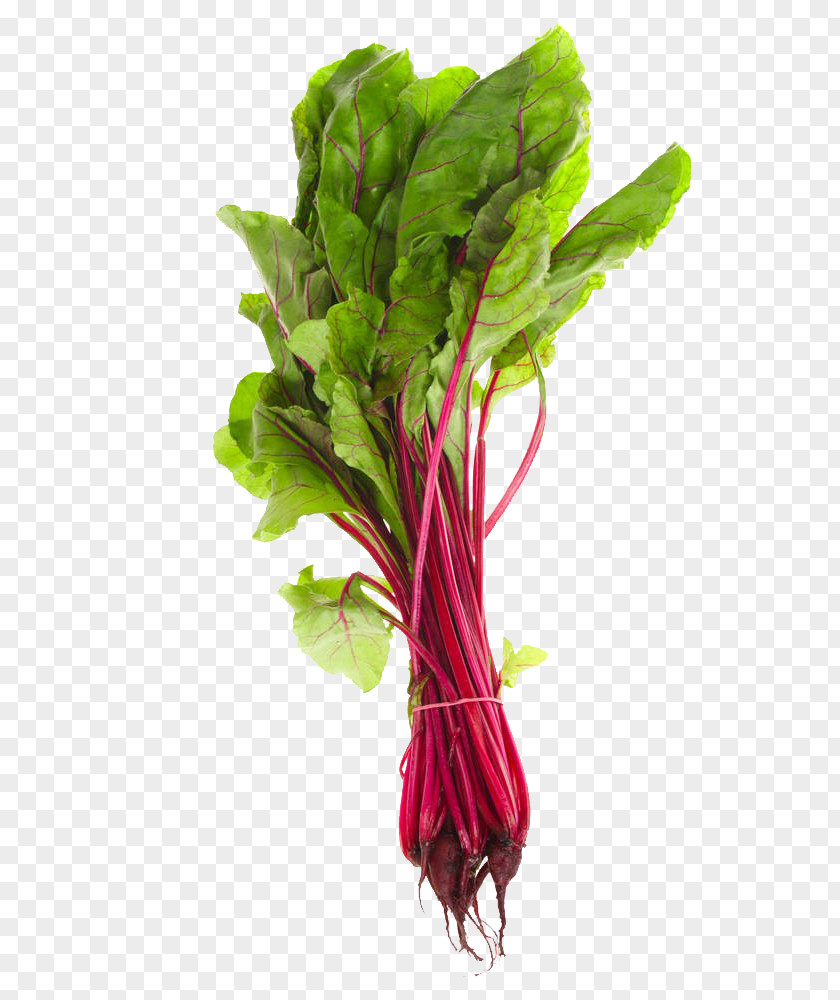 A High Definition Picture Of Beet Leaf Paleolithic Diet Calcium Eating Food PNG