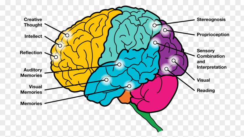Brain Human Behavior Organism Neurology Clip Art PNG