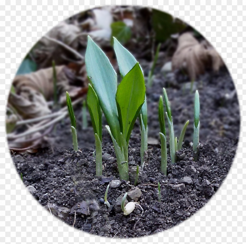 Bulb Ramsons Lily Of The Valley Garlic Transplanting PNG