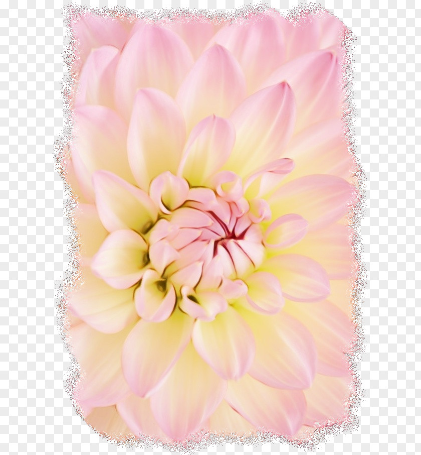 Chrysanths Flowering Plant Pink Flower Cartoon PNG