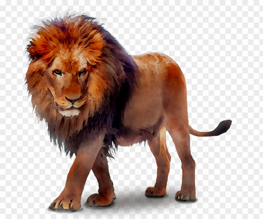 Lion Image Clip Art Transparency PNG
