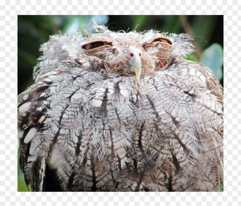 Owl Tawny Bird Photogenic PNG