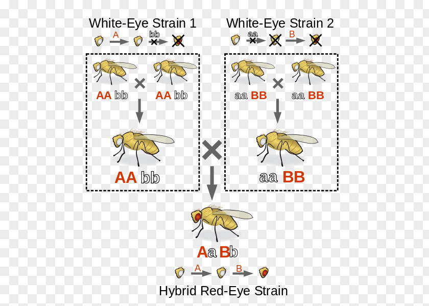 Pigment Vector Complementation Genetics Mutation Heredity PNG