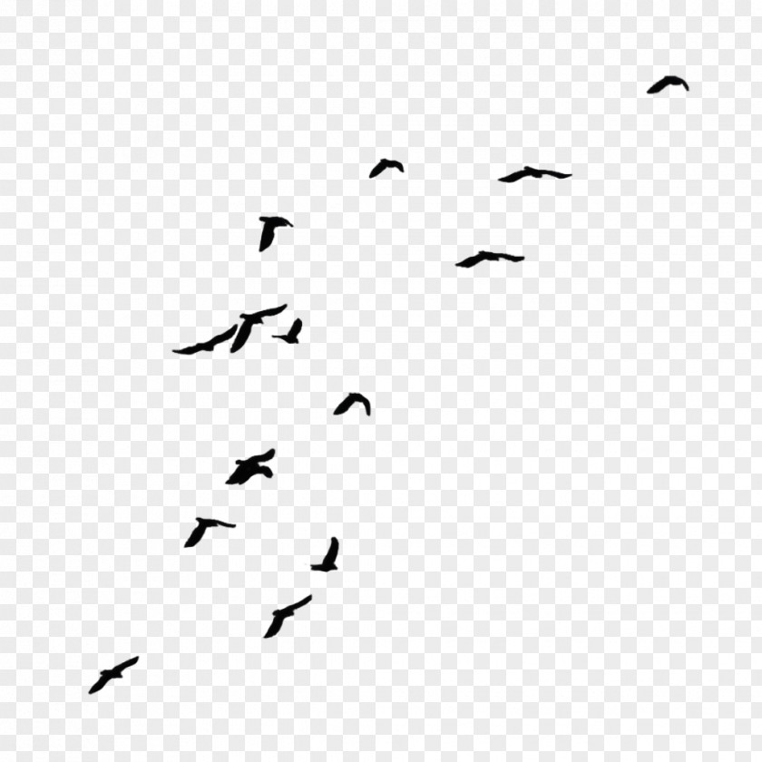 Seagulls Siloutte Crow Bird Clip Art PNG