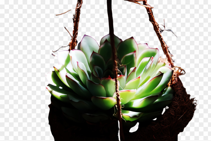 Succulent Plant Nepenthes Cactus PNG