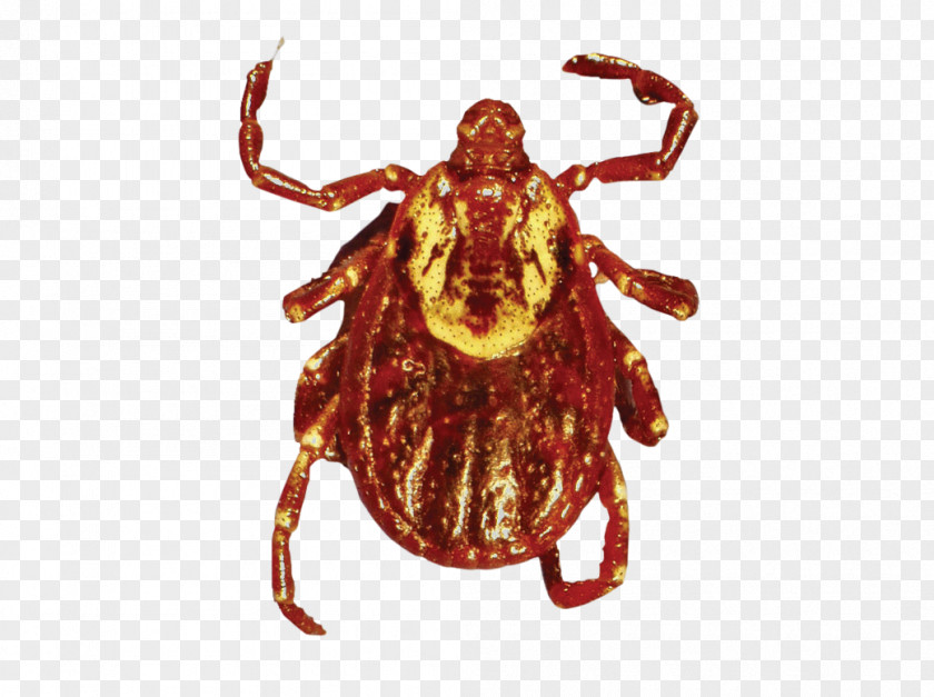 Tick American Dog Lyme Disease PNG