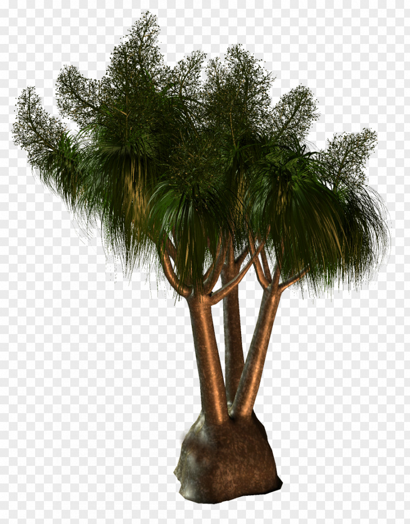 Tree Palm Trees Babassu Houseplant Flowerpot PNG