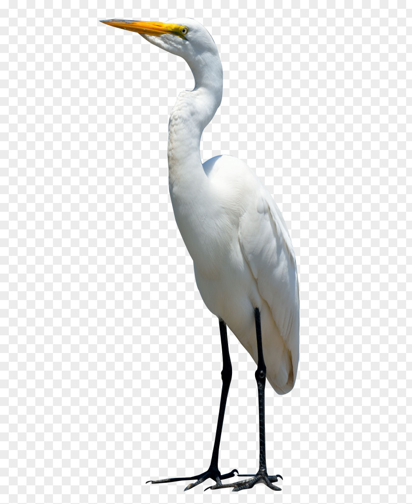 Crane Bird Heron Clip Art PNG