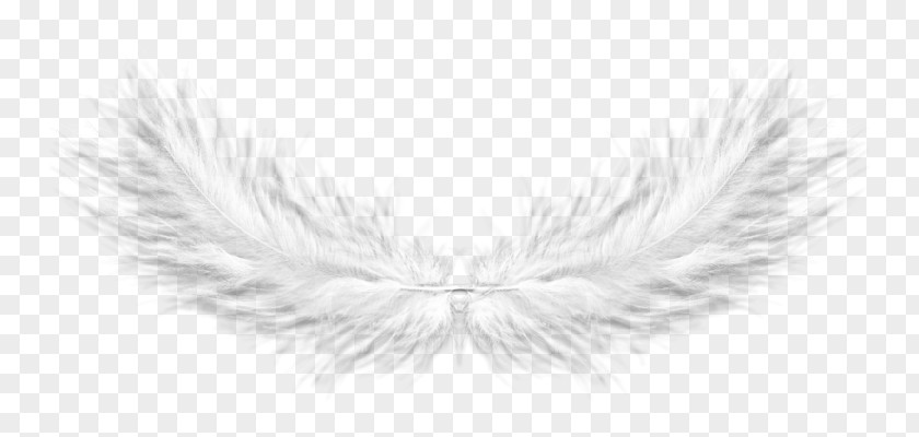 Feather Book Text PNG