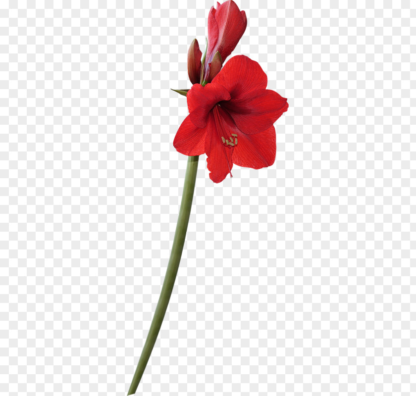 Flower Amaryllis Desktop Wallpaper Clip Art PNG