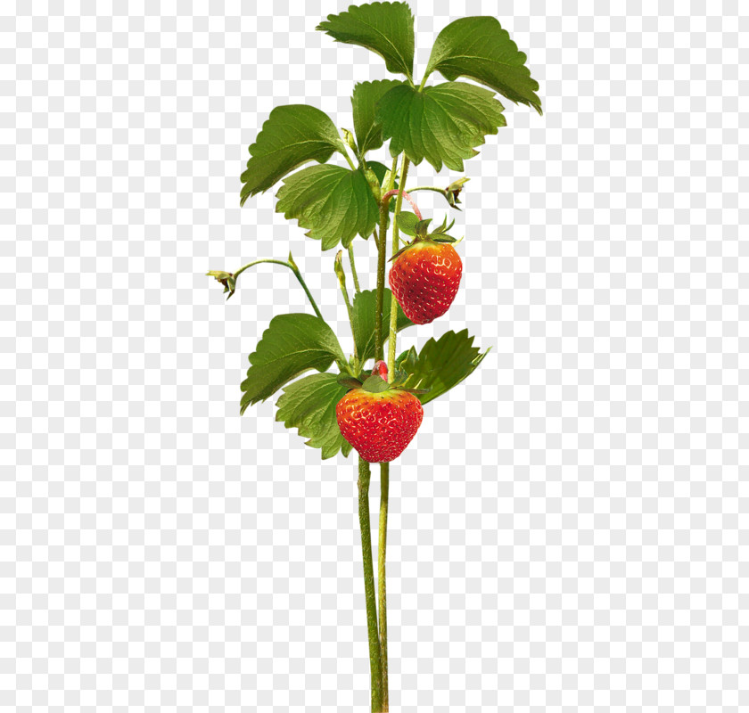 Graisse Strawberry Fruit Image Clip Art PNG