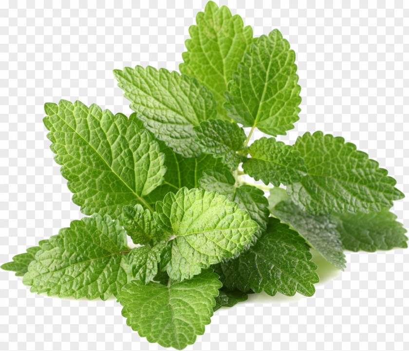 Leaf Plant Mint Herb Spearmint PNG