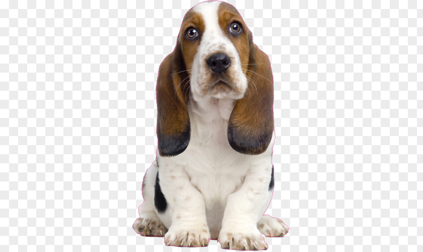 Puppy Basset Hound Bichon Frise Beagle Bull Terrier PNG