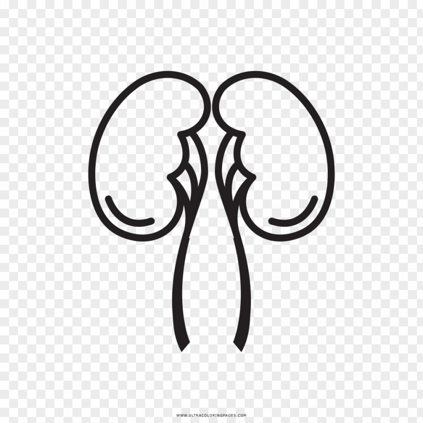 Branch Coloring Page Clip Art Drawing Kidney Image Vector Graphics PNG