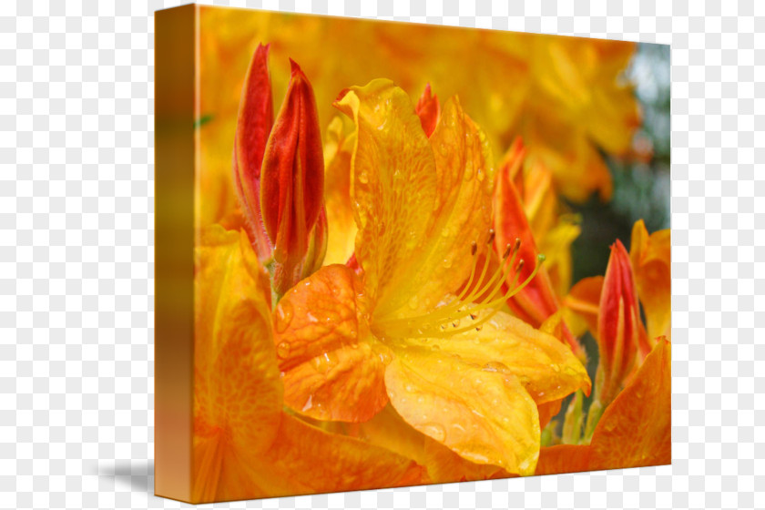 Canna Rhododendron Acrylic Paint Rectangle Tray PNG