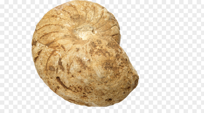 Conch Stone Fossil Rock Seashell Sea Snail PNG