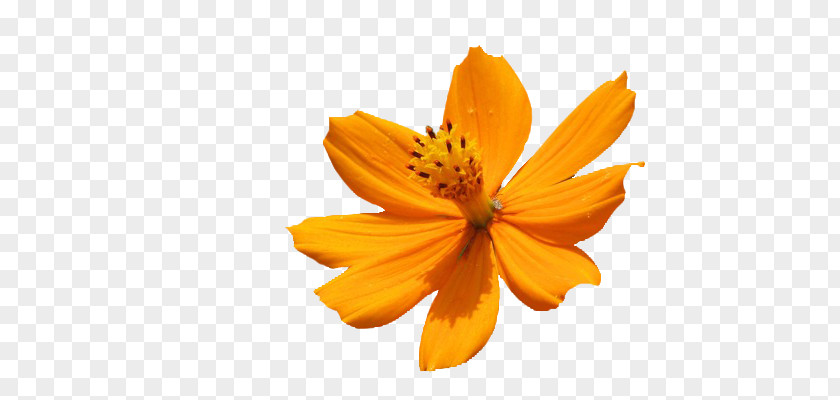 Daffodil Petal Naver Blog Daisy Family Common Sunflower Dahlia PNG