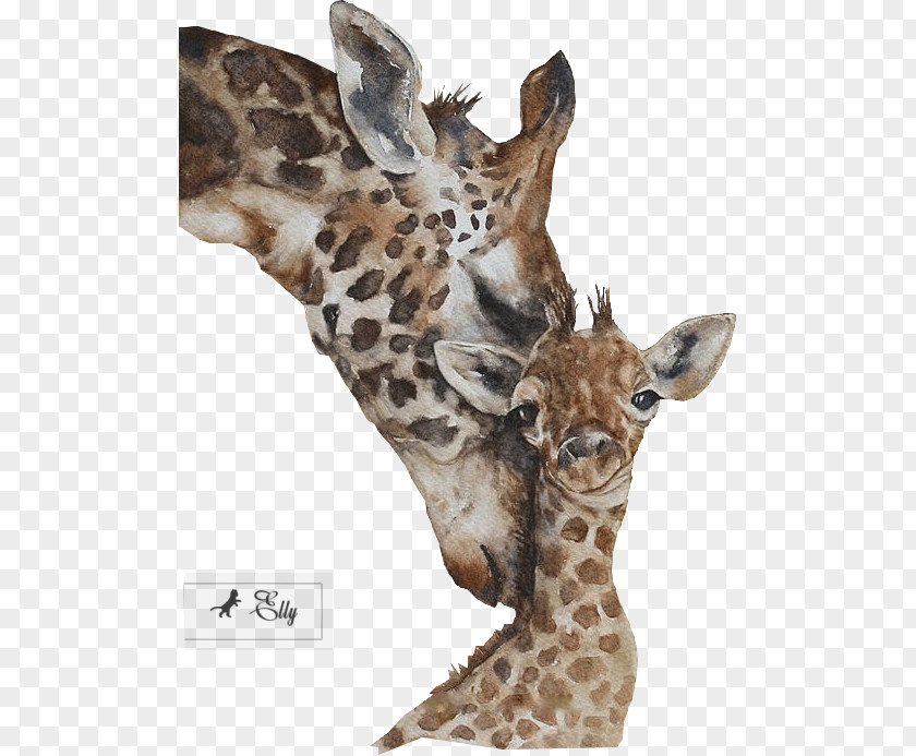 Giraffes Watercolor Painting Artist Trading Cards Printmaking PNG