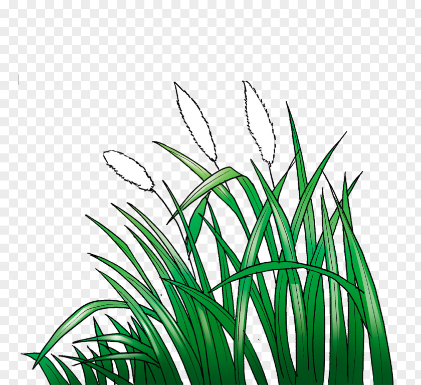 Lawn Black And White Cogon Grass Sketch PNG