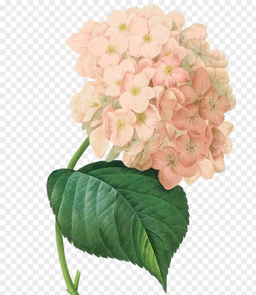 Painting Botanical Illustration Art French Hydrangea Botany PNG