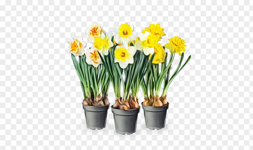 Plant Stem Cut Flowers Floristry Narcissus Flowerpot PNG