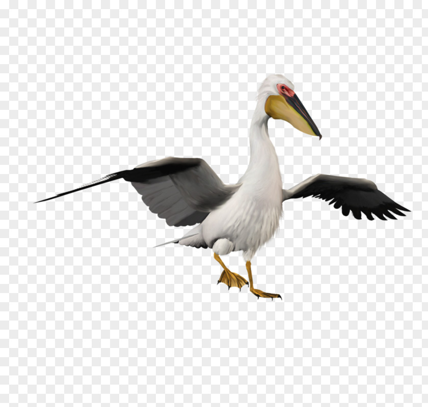 Variation Crane Pelican White Stork Bird Penguin PNG