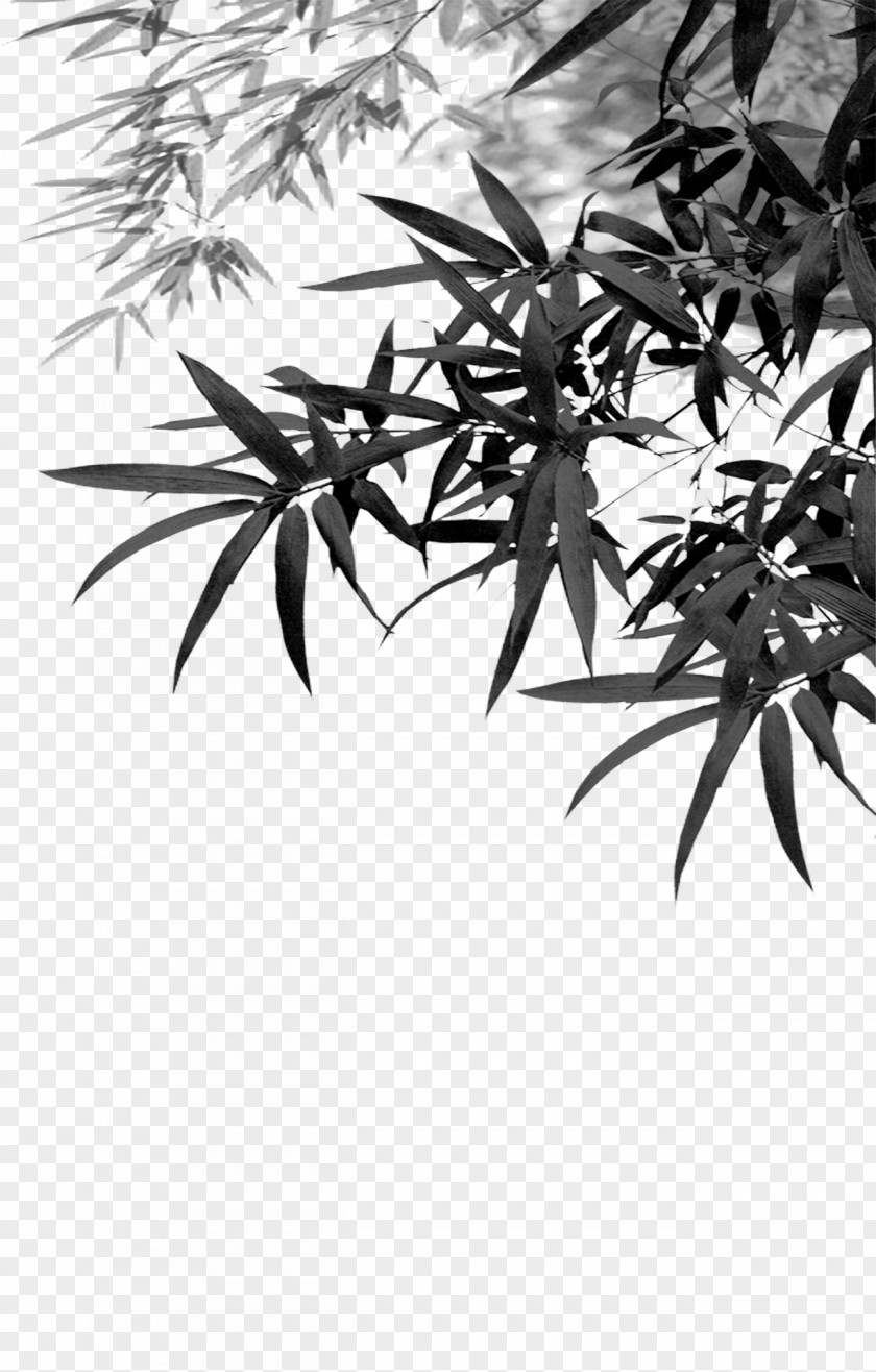 Bamboo Leaves Download Computer File PNG