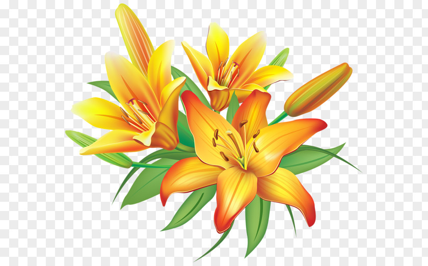 Flower Yellow Easter Lily Clip Art PNG