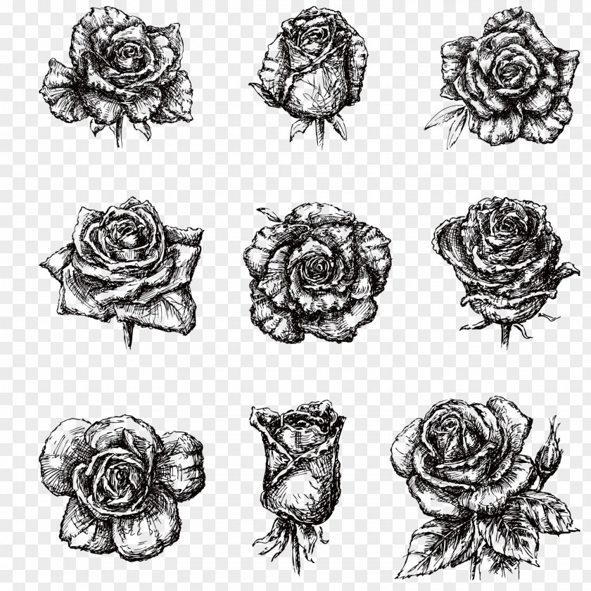 Hand-painted Black And White Roses Drawing Illustration PNG