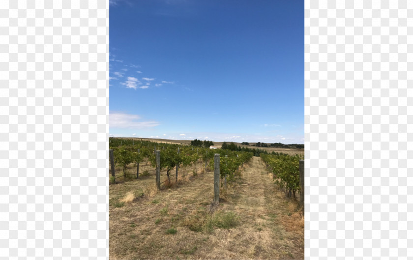 Landed Estate Sage Hill Vineyard & Winery Common Grape Vine Property PNG