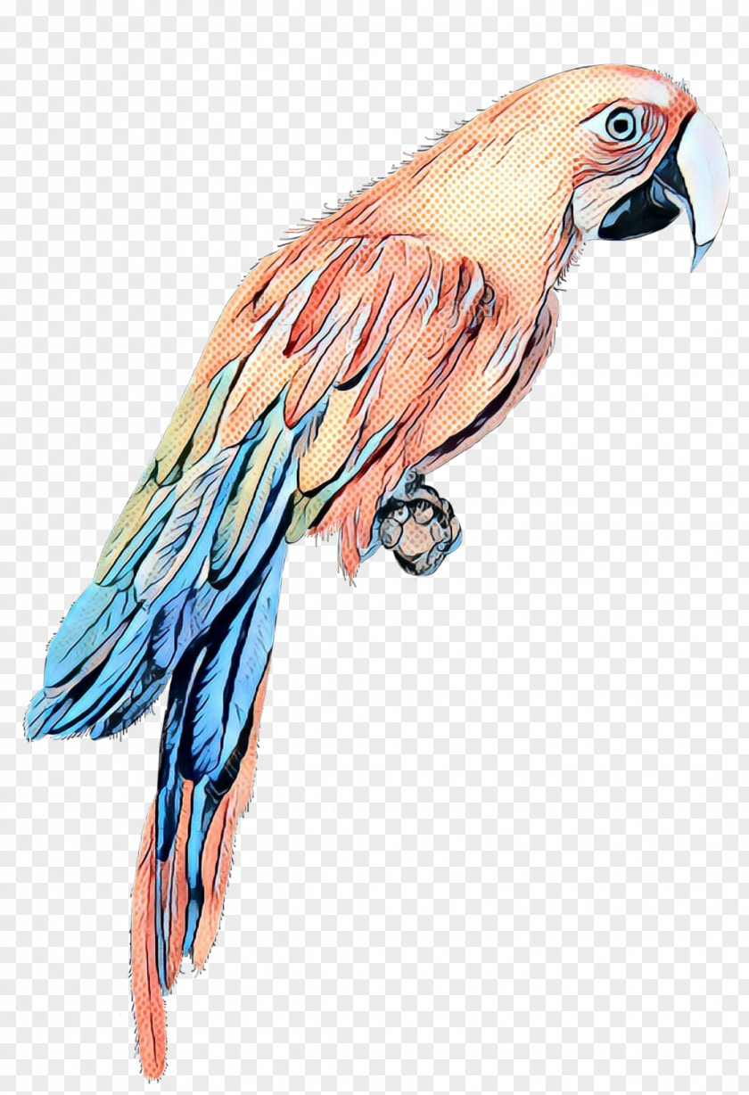 Macaw Parakeet Beak Feather Bird PNG