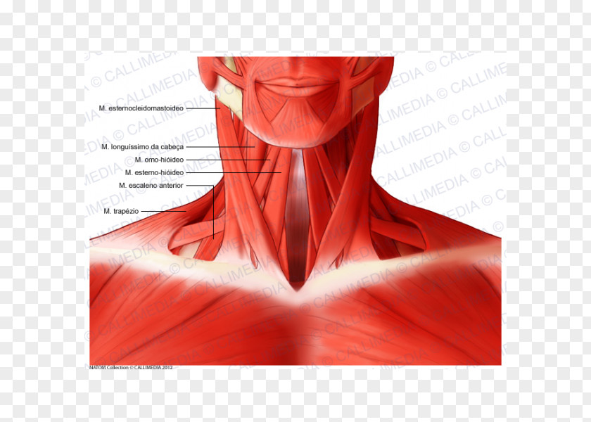 Neck Muscle Sternocleidomastoid Head And Anatomy Human Body PNG