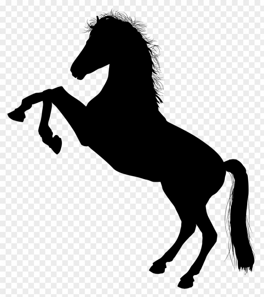 Arabian Horse Clip Art Monochrome Photography White Black Andalusian Stallion PNG